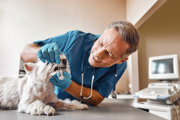 Best Same-Day Emergency Dentist in Jasper, AL